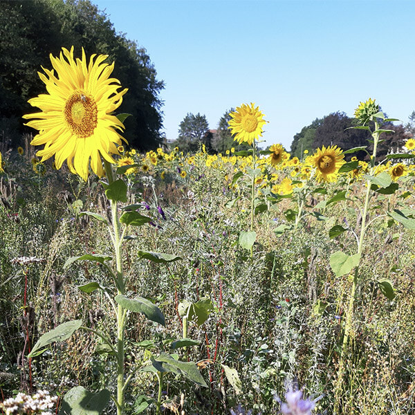 beepart - das nachhaltige Blühwiesenprojekt