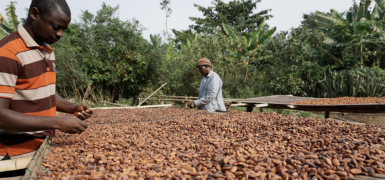 Kakaobohnen liegen unter freiem Himmel auf einem großen Tisch zur Trocknung. Zwei Bauern stehen an dem Tisch und arbeiten.