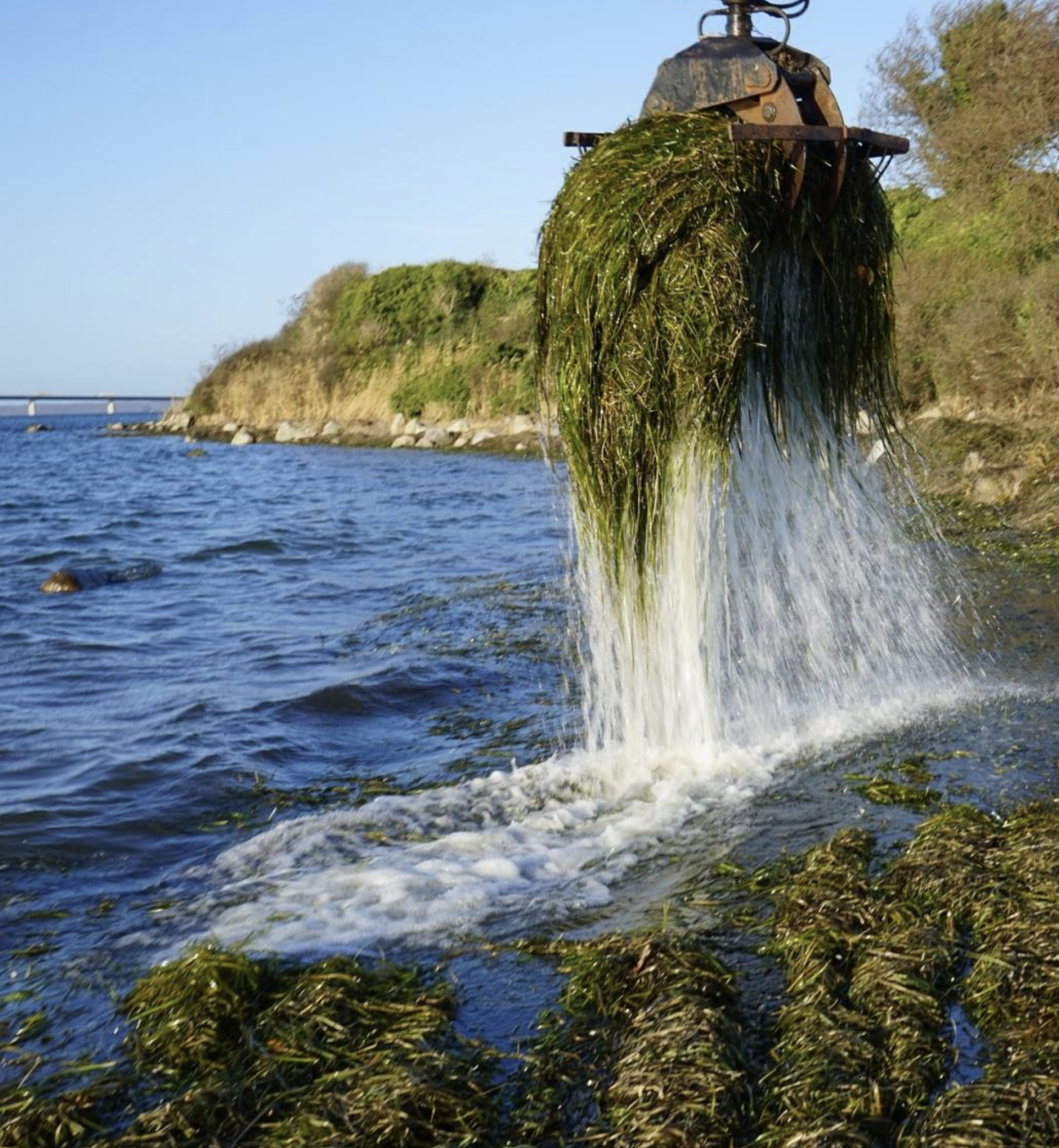 Seegras wird mit einem Greifer aus dem Wasser gezogen.